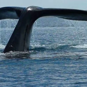 Puerto Madryn
