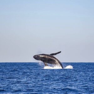 whale, sea, ocean, waves, aquatic, mammal, pacific, fin, marine, diving, animal, nature, the cobanos, sonsonate, el salvador, whale, whale, whale, whale, whale